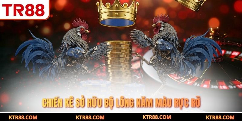 Chiến kê sở hữu bộ lông năm màu rực rỡ