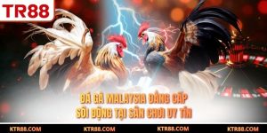 Đá Gà Malaysia Đẳng Cấp Sôi Động Tại Sân Chơi Uy Tín